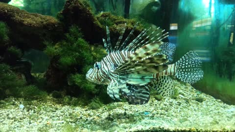 RED LIONFISH