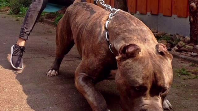 Pitbull dangerous dog VIDEO #SHORTS