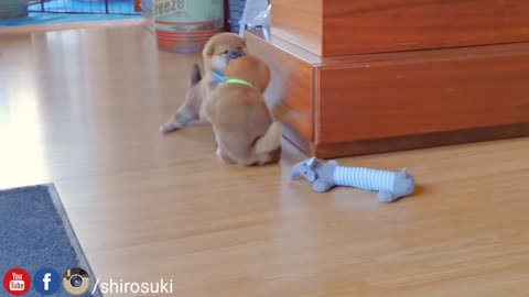 Little dogs cute fight