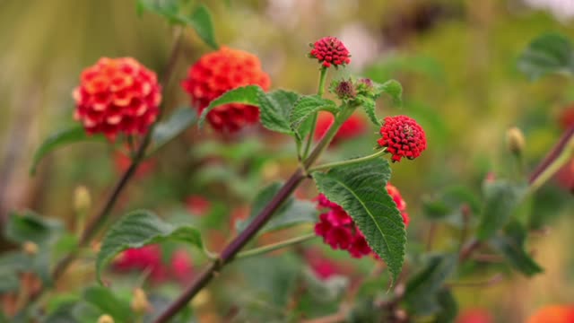 So sweet flower & bird sound