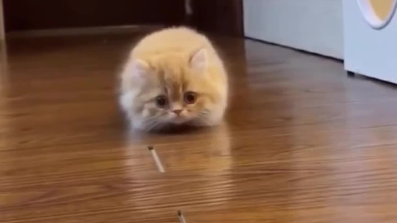 Cute Kittens Doing Funny Things _ #shorts #shortvideo