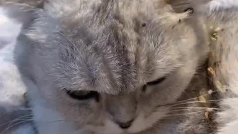 funny cat video