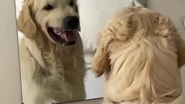 Watch my funny dog looking at himself (very funny)