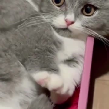 funny animals #shorts