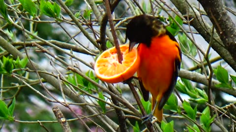 Oriole