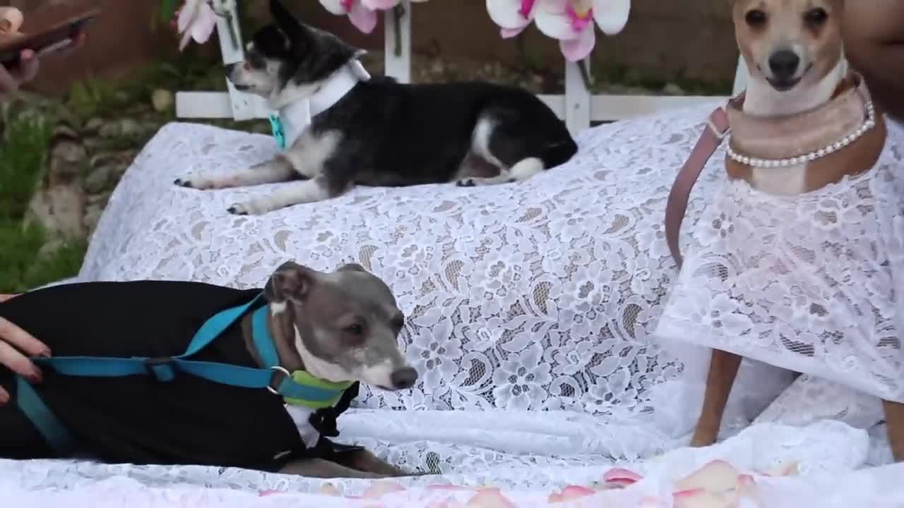 My Dogs Wedding