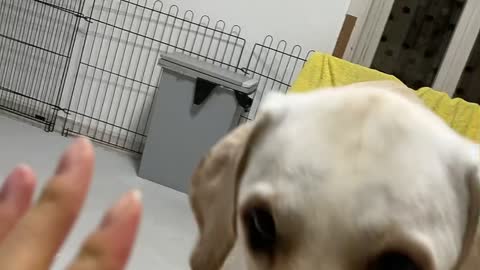 Retriever Tug play