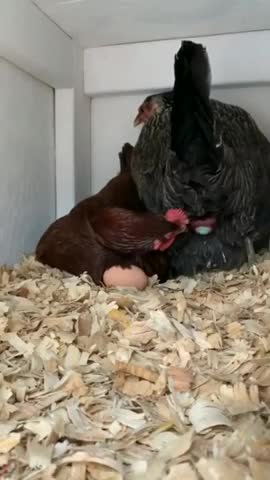 Coq 🐓 coq 🐓 coq 🐓