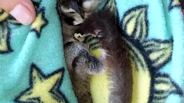 Cute Sleeping Sugar Glider😊