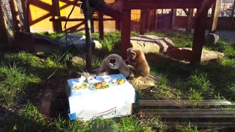 Cute Gibbons playing