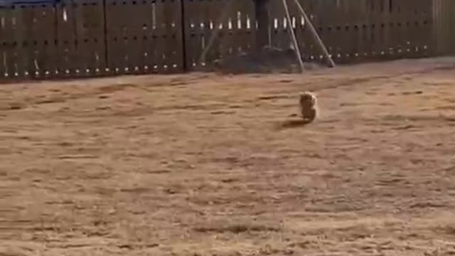 Running Man dog is so cute
