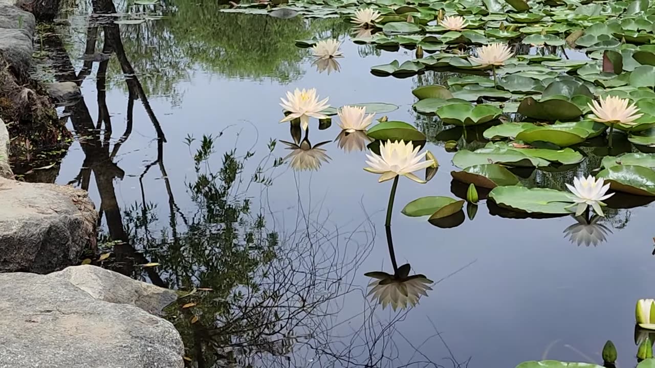 Water lilies