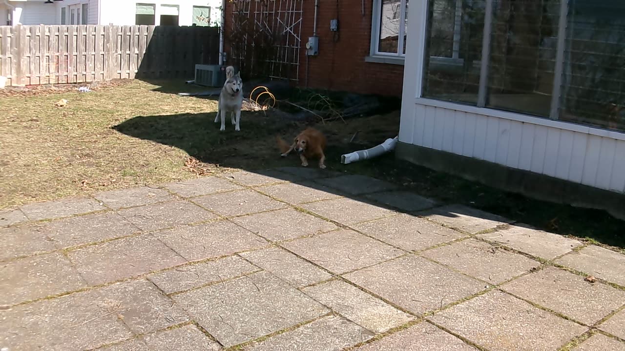 Ginger and Norway