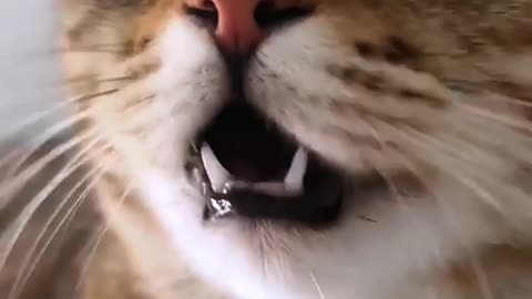 cat sound to attract cat