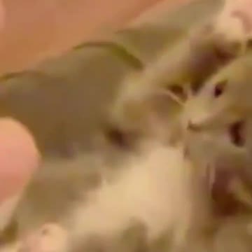 1.cute cat reaction 🐈🐈🐈😺😺😺🥰🥰