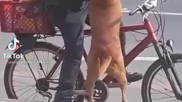 Perro en bicicleta