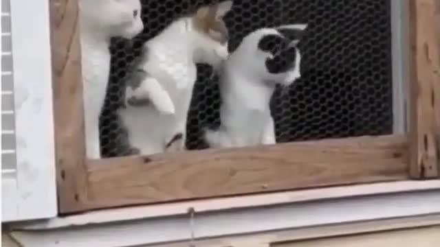 adorable Cute cats watches kids playing volleyball