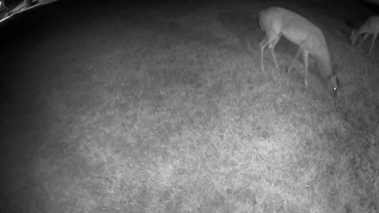 Relaxing video of Whitetail deer in my Cypress TX neighborhood