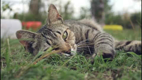 A break in the grass