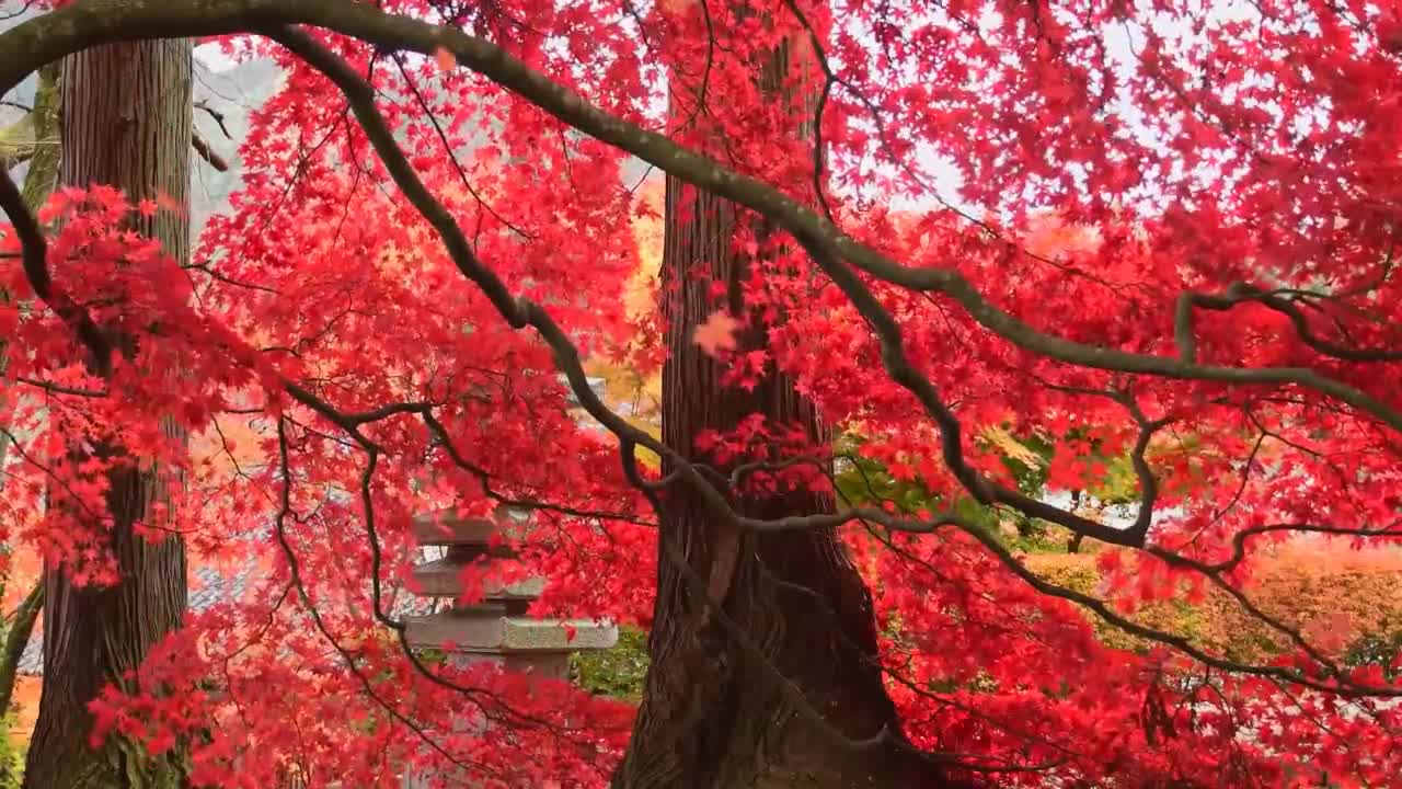 beautiful video red leaves in aufumn