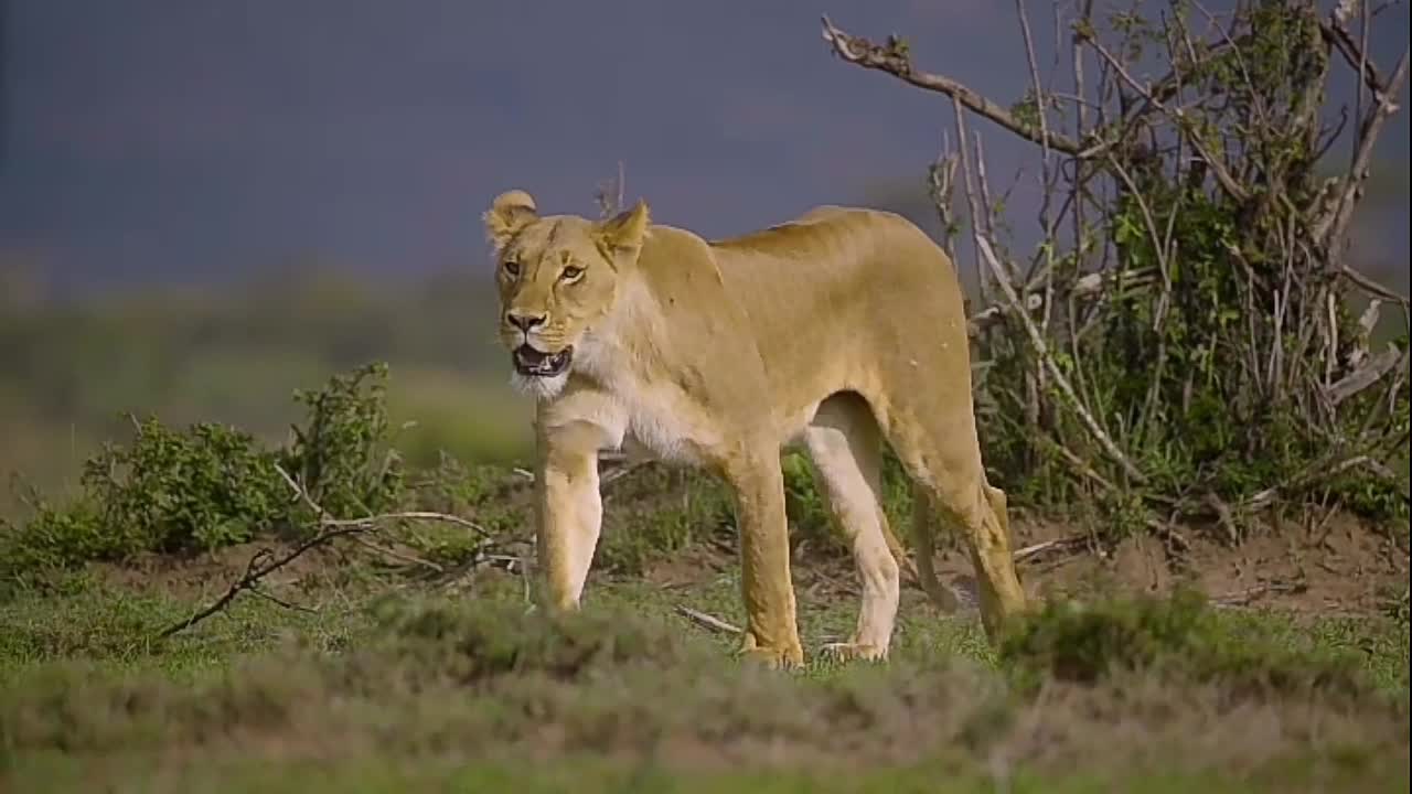 Rumble // Animals -The empress lioness of the forest