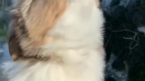 Cute puppy trying to express her feeling👏👏