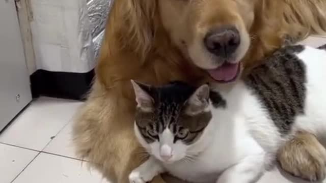 Cat and dog for ever