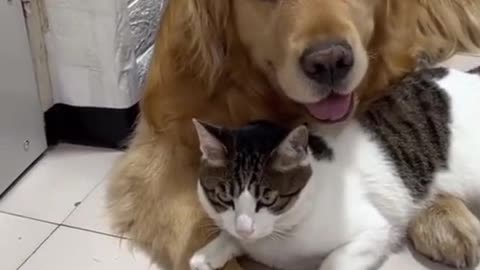 Cat and dog for ever