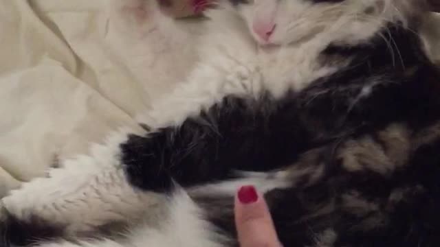 Girl petting gray cat