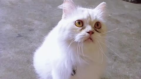 cute cat | looks just awesome