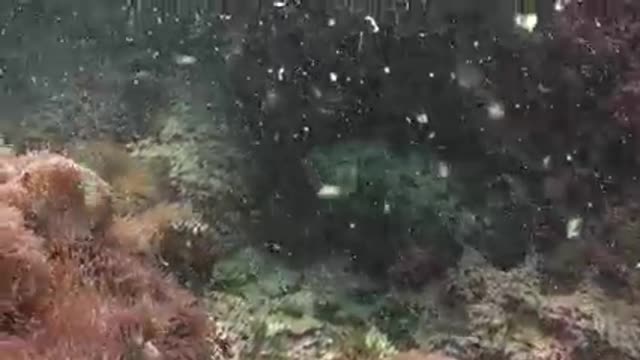 Underwater snow beautiful view