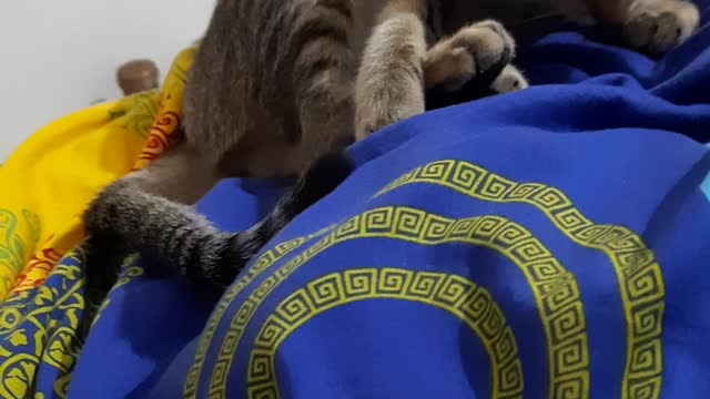 Cute kitten after food
