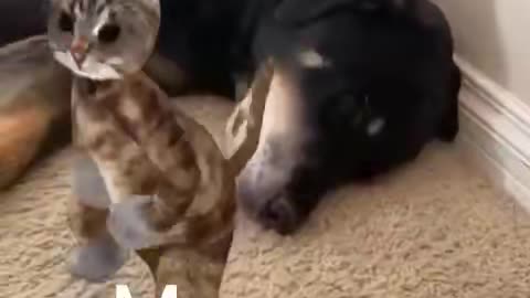 Cat dacing to the dog