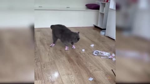 Cutie cat❤️
