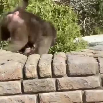 These monkeys are troub makers