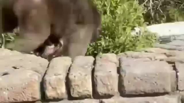 These monkeys are troub makers