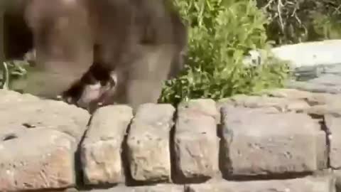 These monkeys are troub makers
