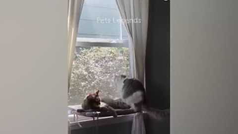 Dogs and cats ..