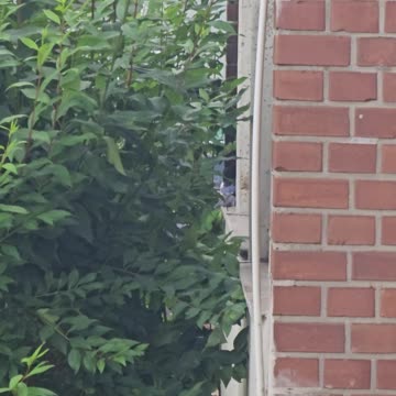 The punishement system of the european magpie society #mockumentary #nature #wildlife