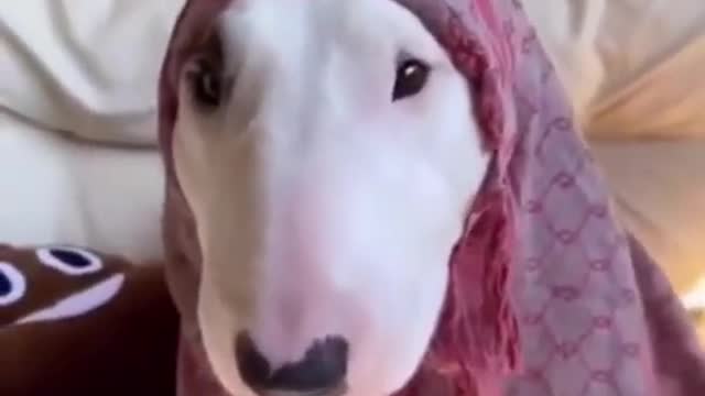 Cute and Funny Dog videos