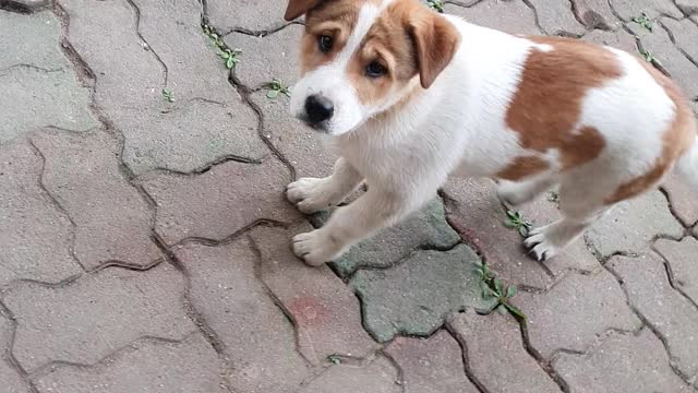 I'm playing with a cute dog.
