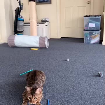Bengal Cat Does Crazy Flip For Toy