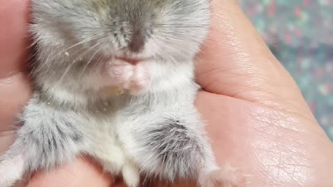 Hamster's quick snack time