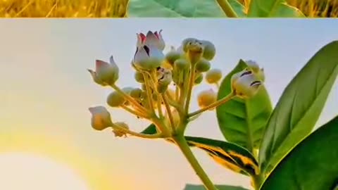 Beautiful nature 🥰🥰