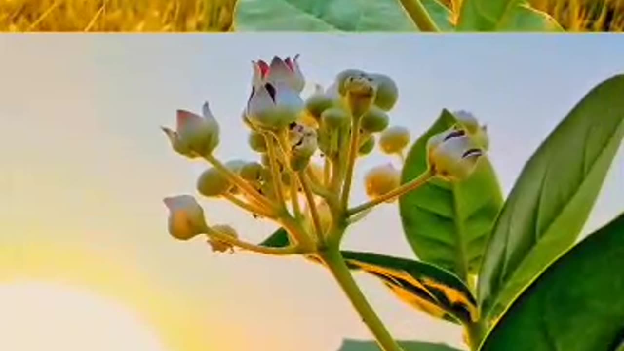 Beautiful nature 🥰🥰