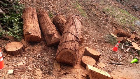 Rotton cedar logs