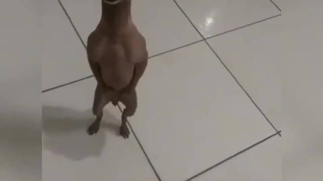 funny little dog dancing