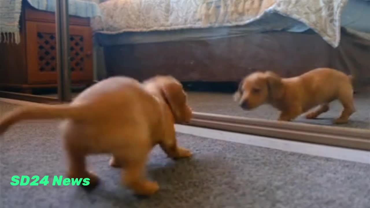 The dog's actions in front of the mirror will surprise you