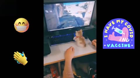 Cute cat 🐈 playing video game