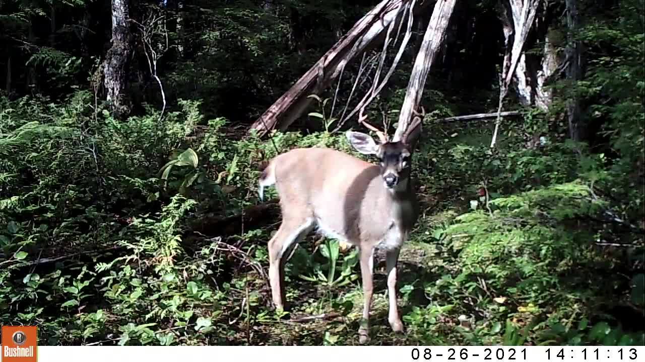 A Deer Trail Through the Timber Aug. 6 - Sept. 2